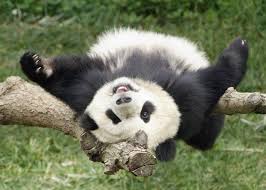 Játszó panda